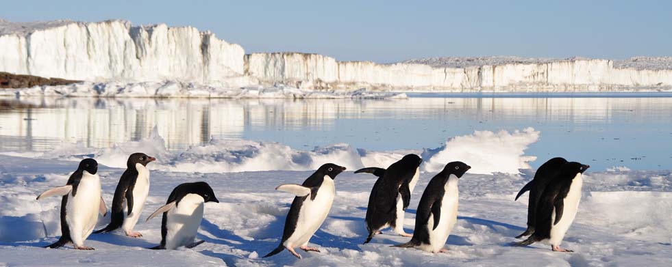 Pinguine unterwegs auf Eis