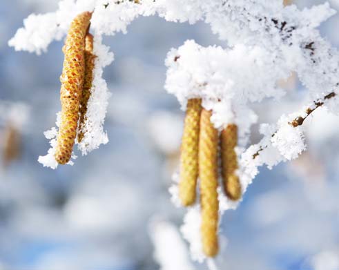 Haselstrauchblüten im Schnee